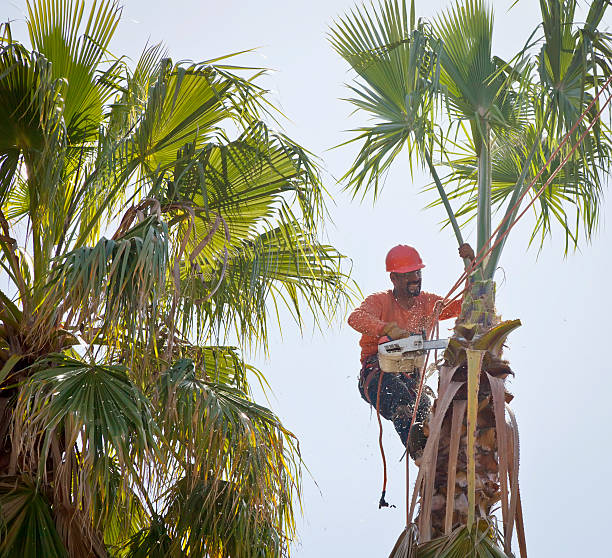 Best Large Tree Removal  in High Rolls, NM